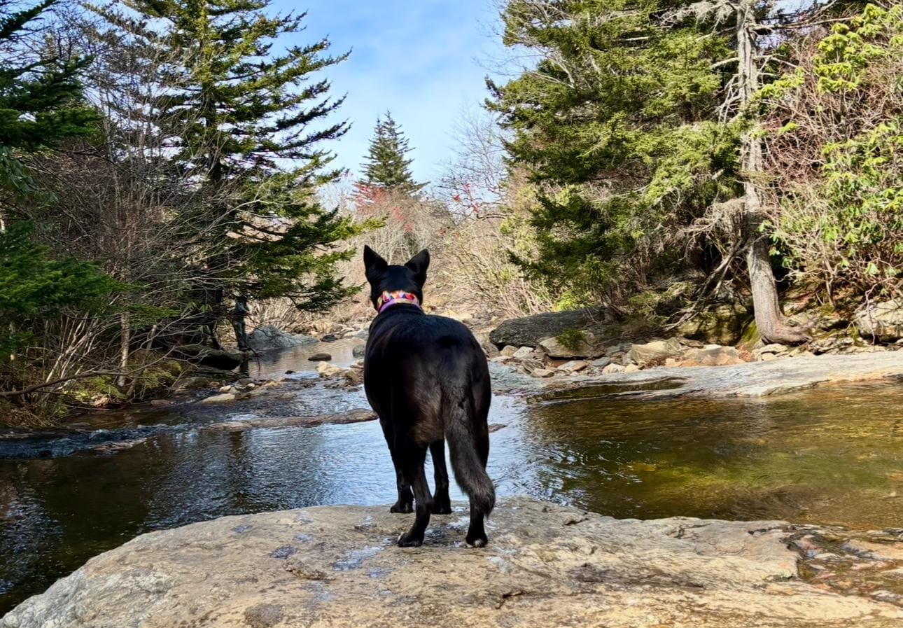 Flat Laurel Creek Trail. About 1hr from house. 