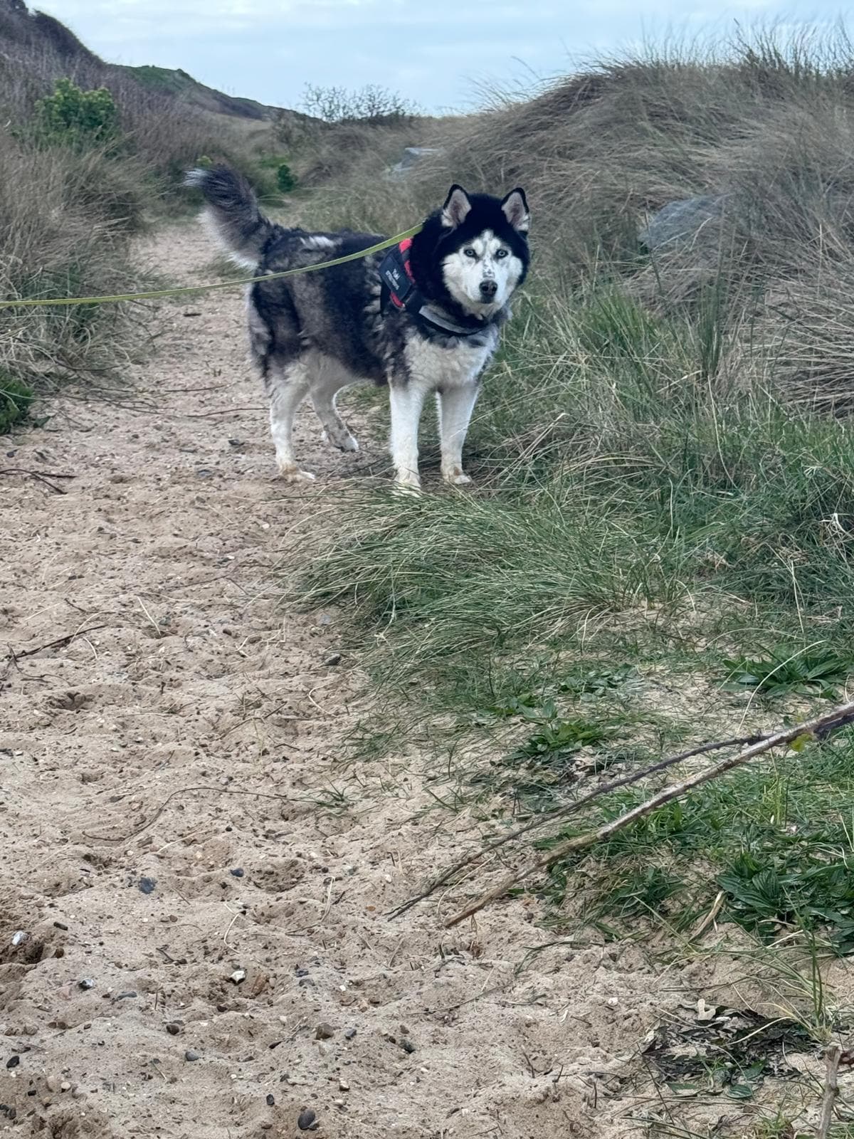 Yuki at scratby