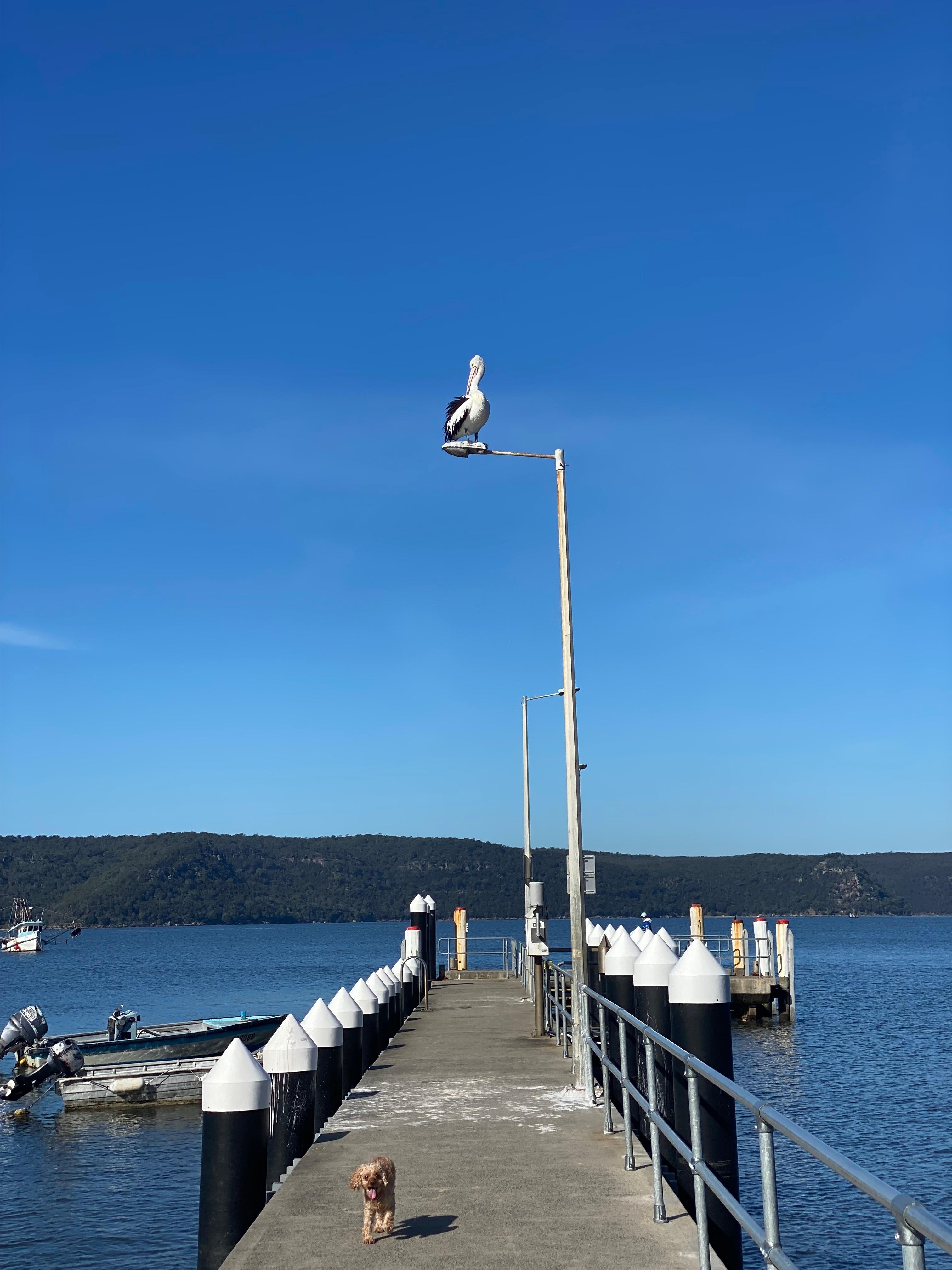 Patonga wharf 