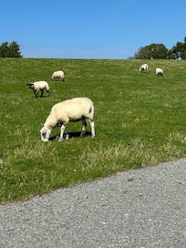 Schafe auf dem Deich
