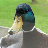 Friendly wildlife