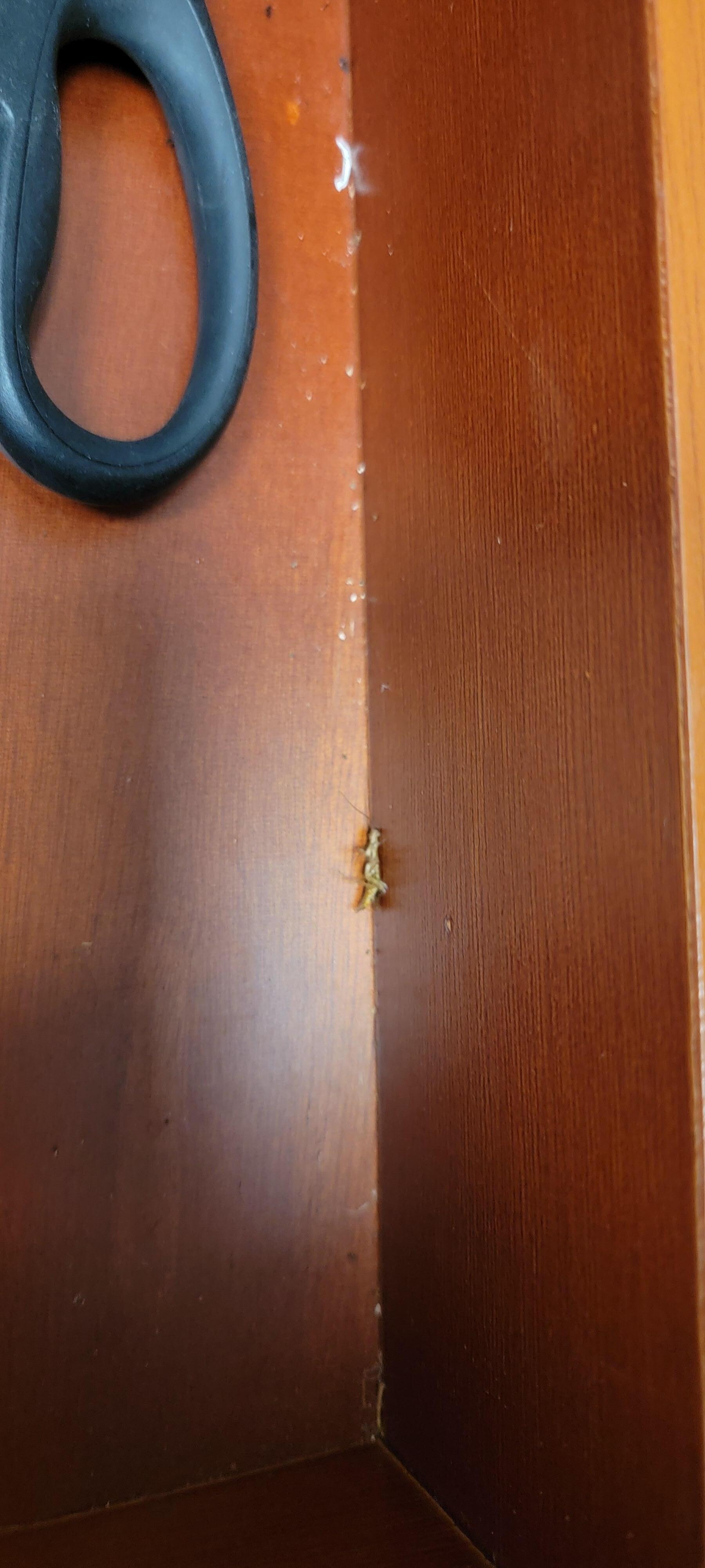 Cockroach in the silverware 