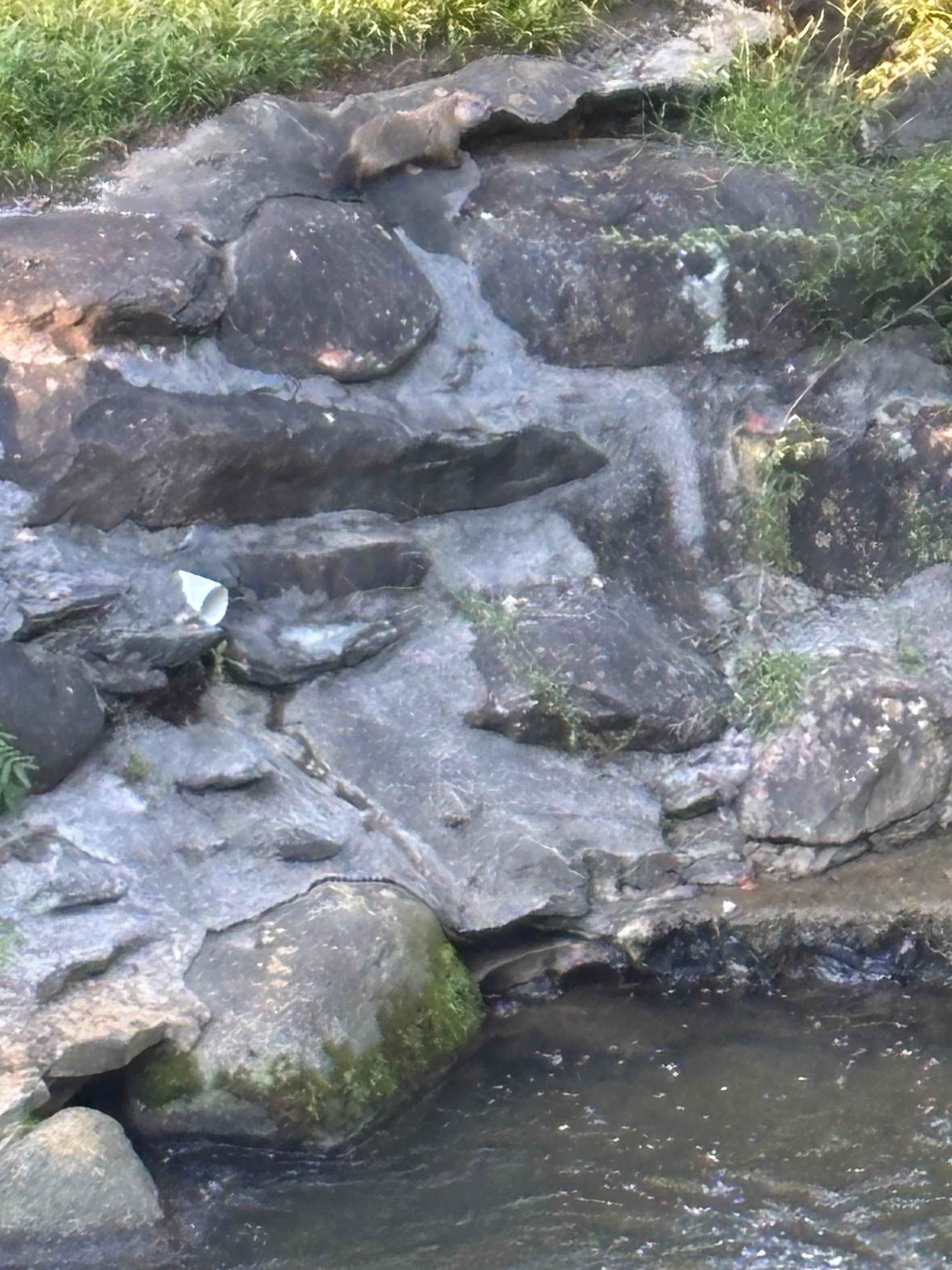 Ground hog at the creek.