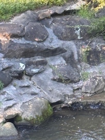 Ground hog at the creek.