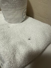 Looked like cig ashes on “fresh” towels