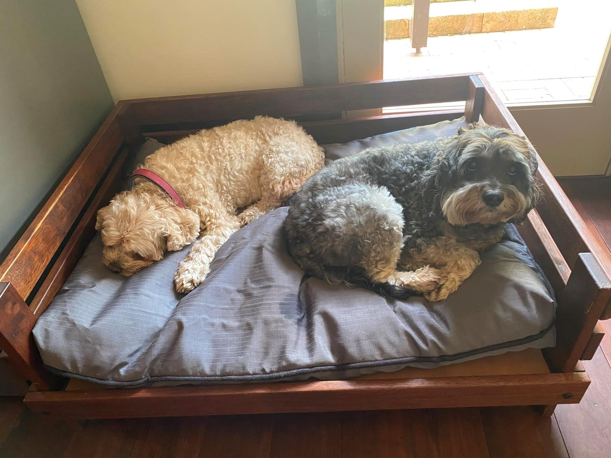 Harry and Baci enjoying the bedding