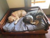 Harry and Baci enjoying the bedding