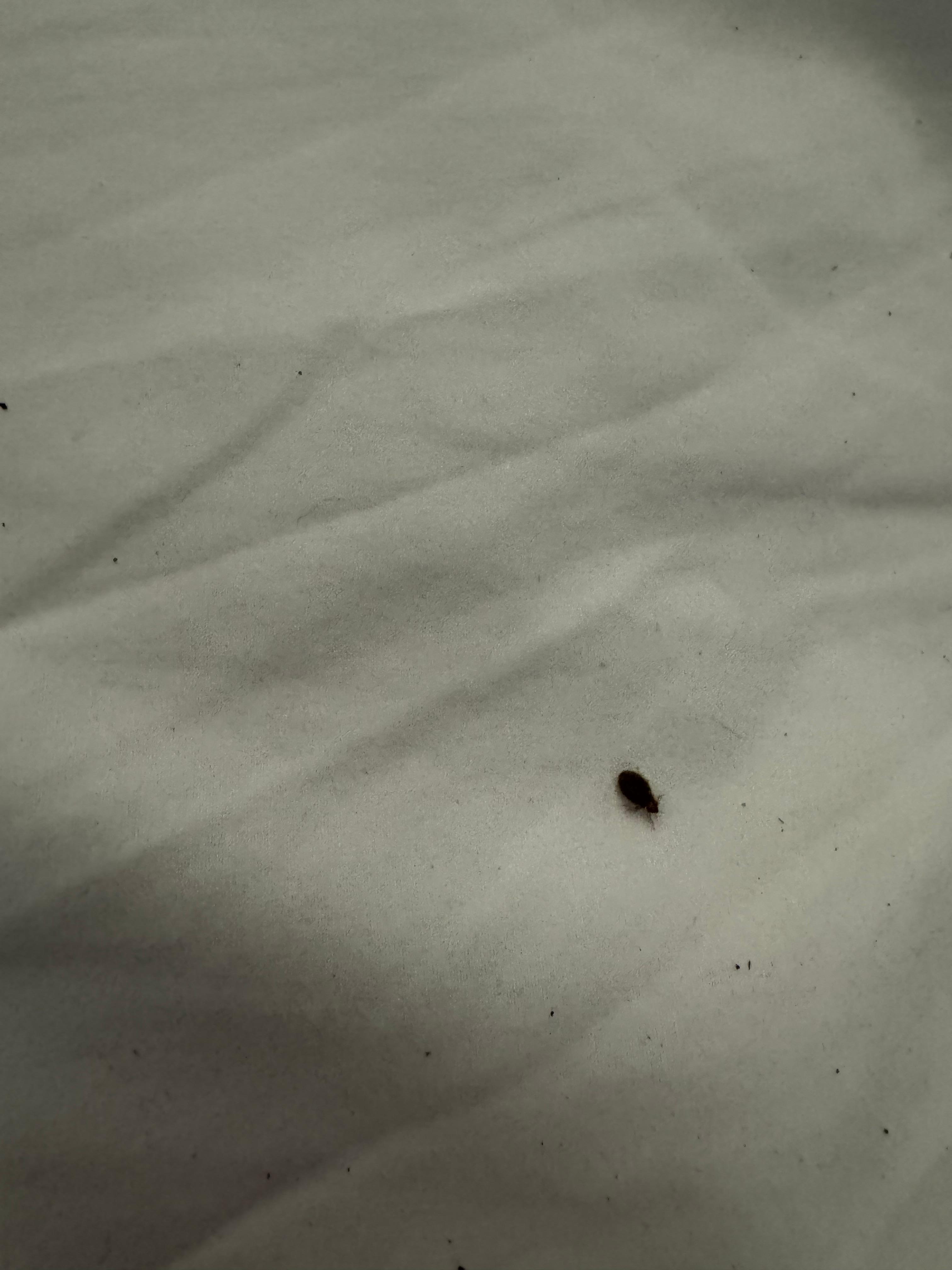 Bed bugs