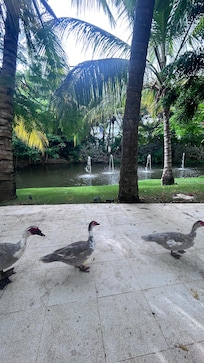 This part of the hotel was sanctuary. Peaceful, quiet with the ducks and pond.