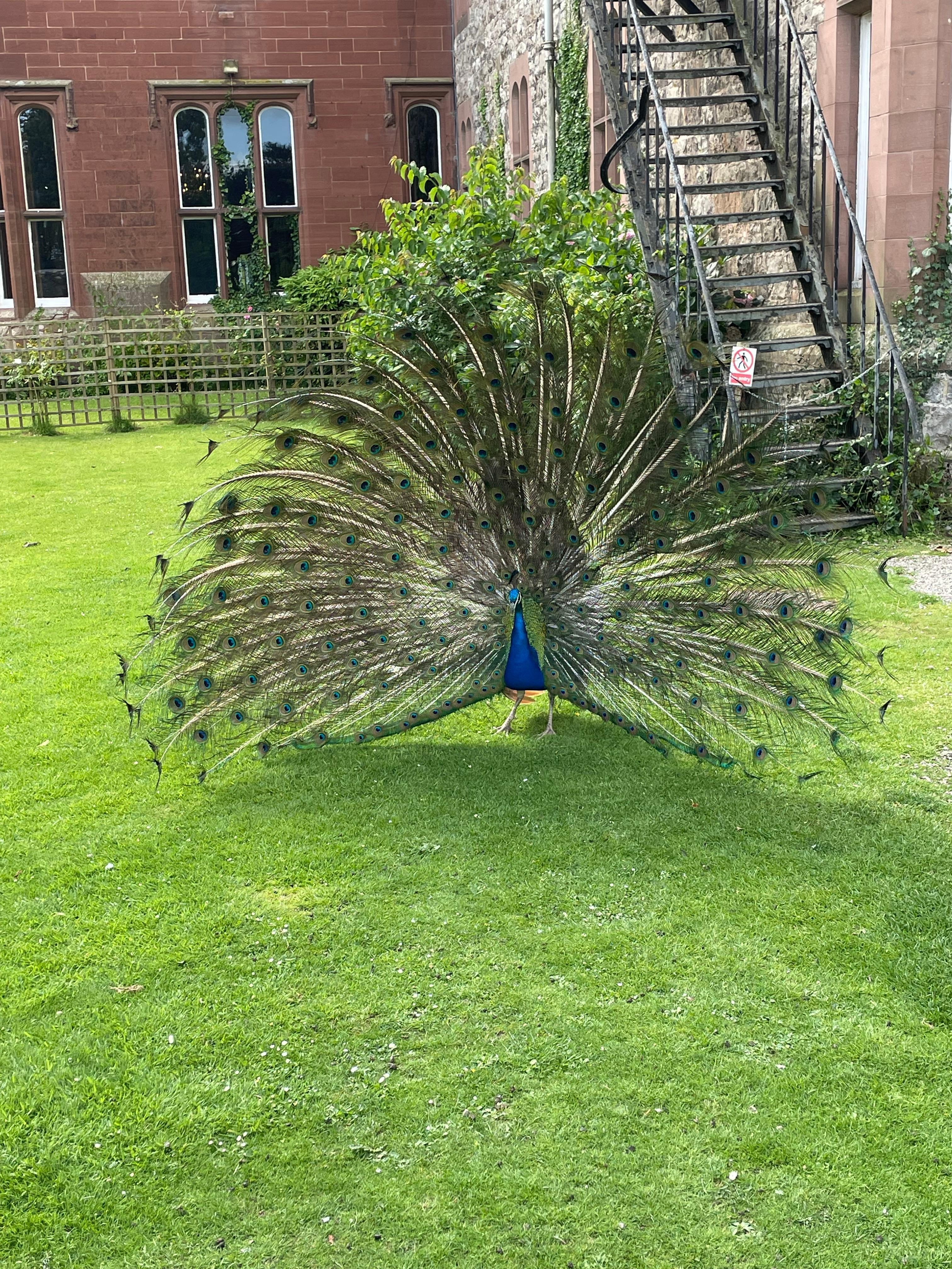 Beauty in the garden 