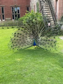 Beauty in the garden