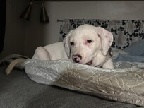 Our pupp was even relaxed!