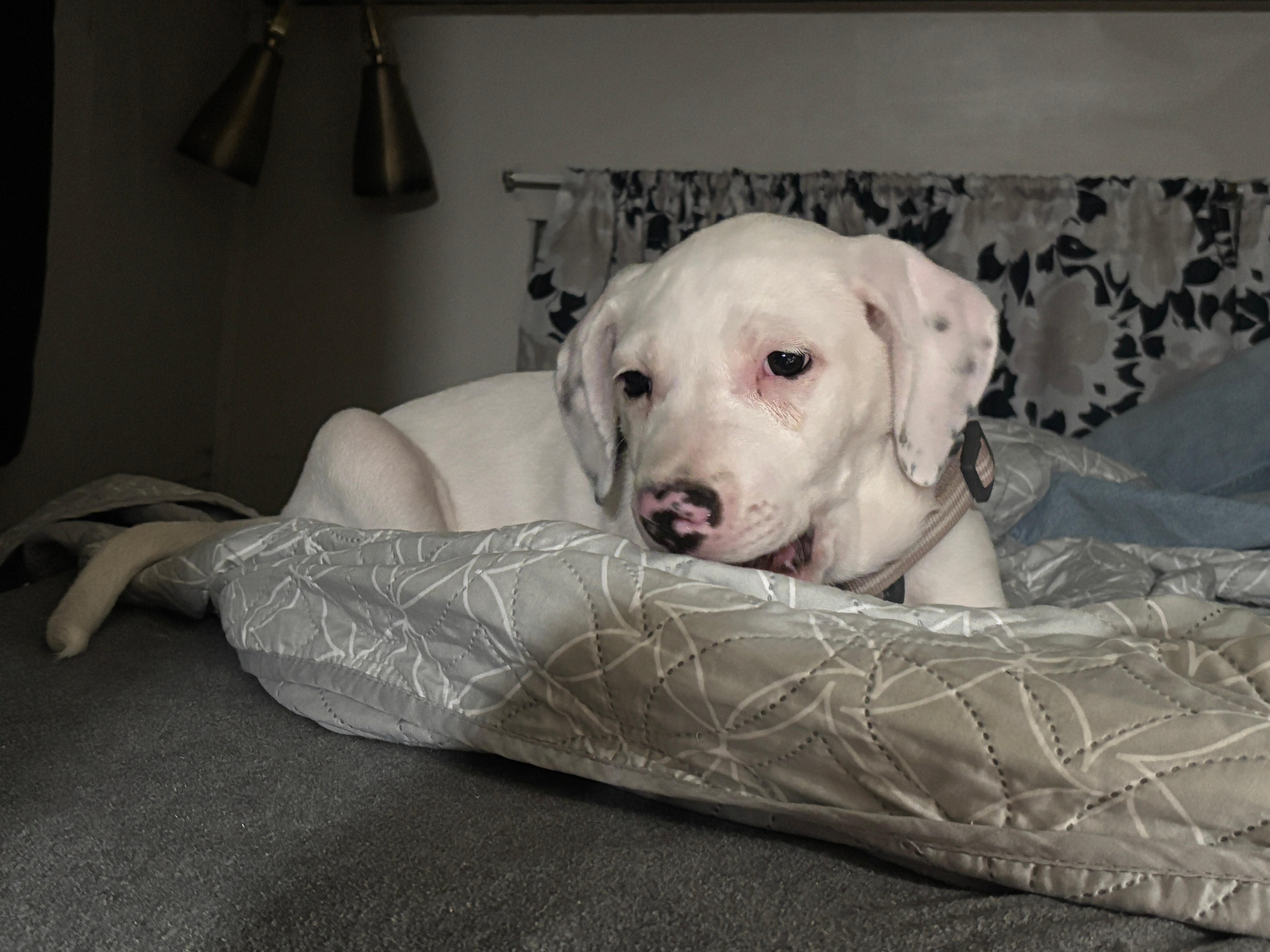 Our pupp was even relaxed!