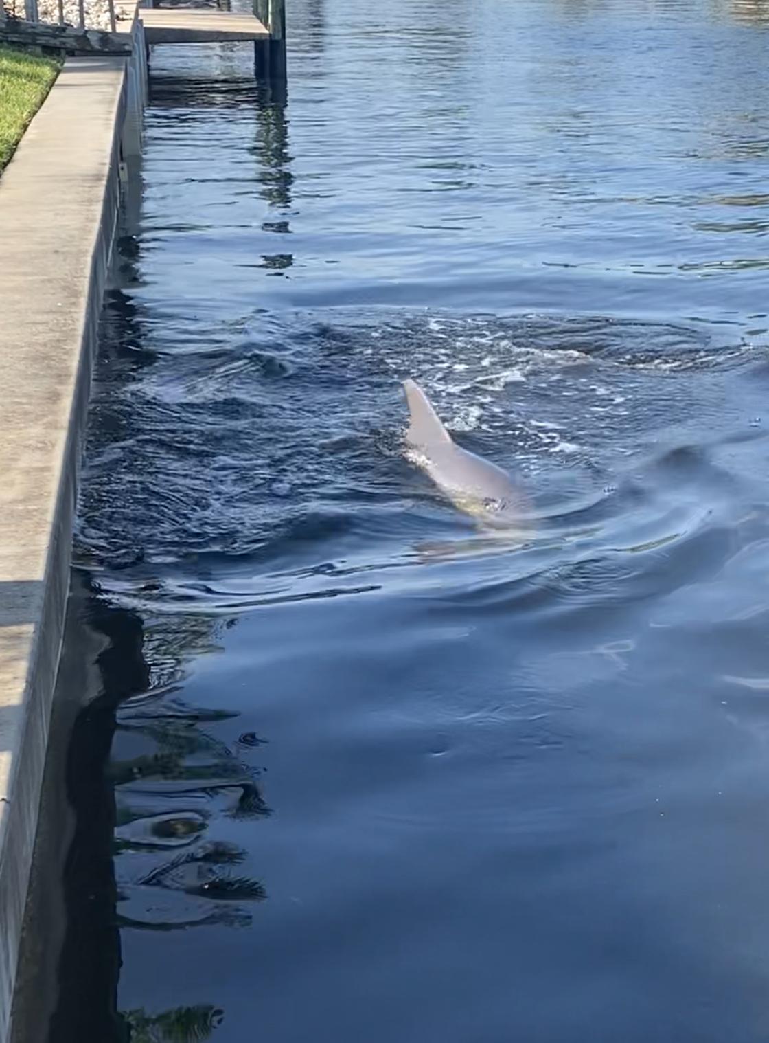 The day we had a dolphin visit us. 