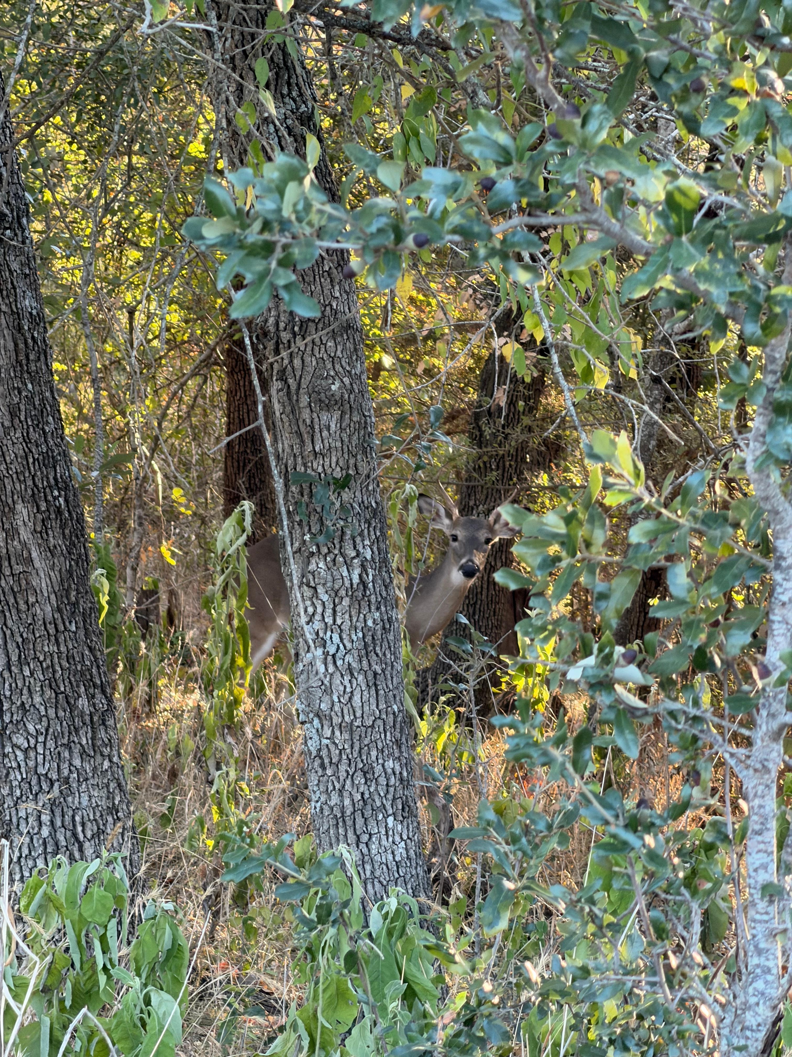 Deers on our way to dinner