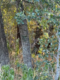 Deers on our way to dinner