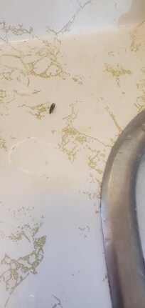 Plenty of bugs; mostly ants; alive and dead; roaming all surfaces