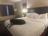 Our dog mollie likes it too