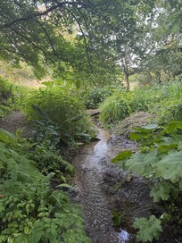 The Bog Garden
Fed by a natural spring.