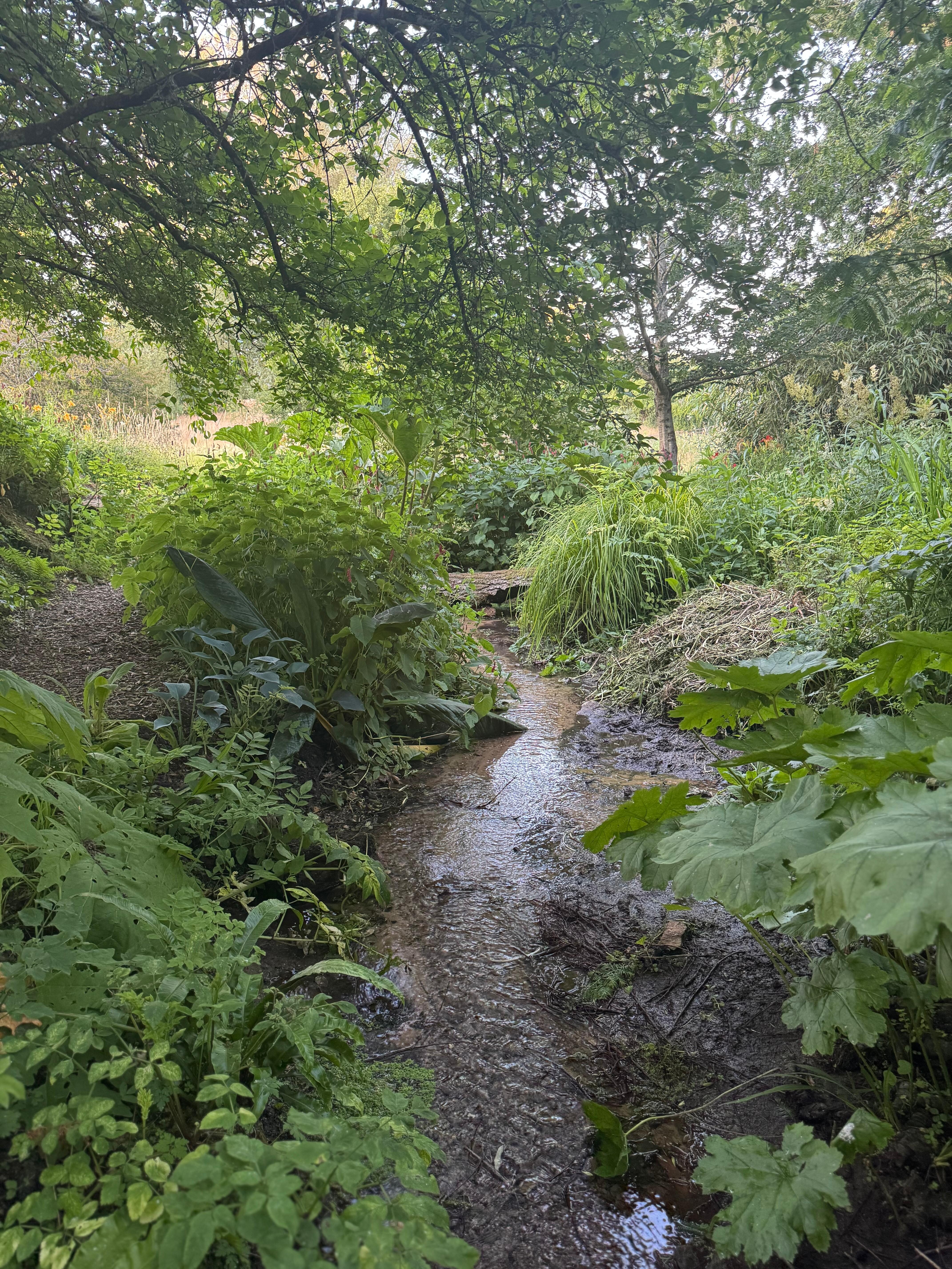 The Bog Garden
Fed by a natural spring.
