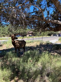 Deer roam the surrounding area