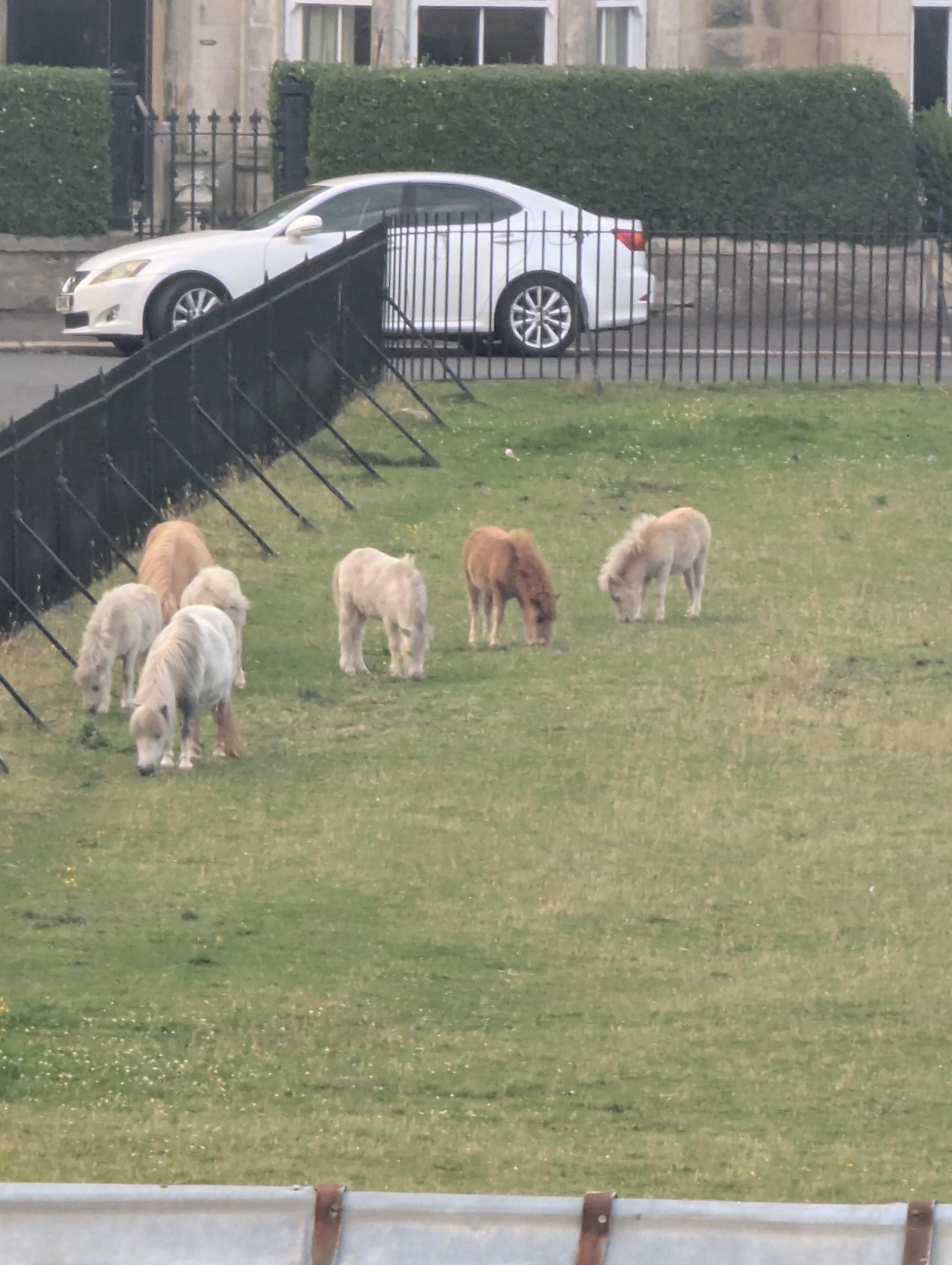 The view from our room window - Shetland horses! Sadly, signs all over say NOT to feed them... 