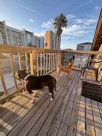 The dogs loved the view.