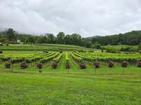 Local wineries