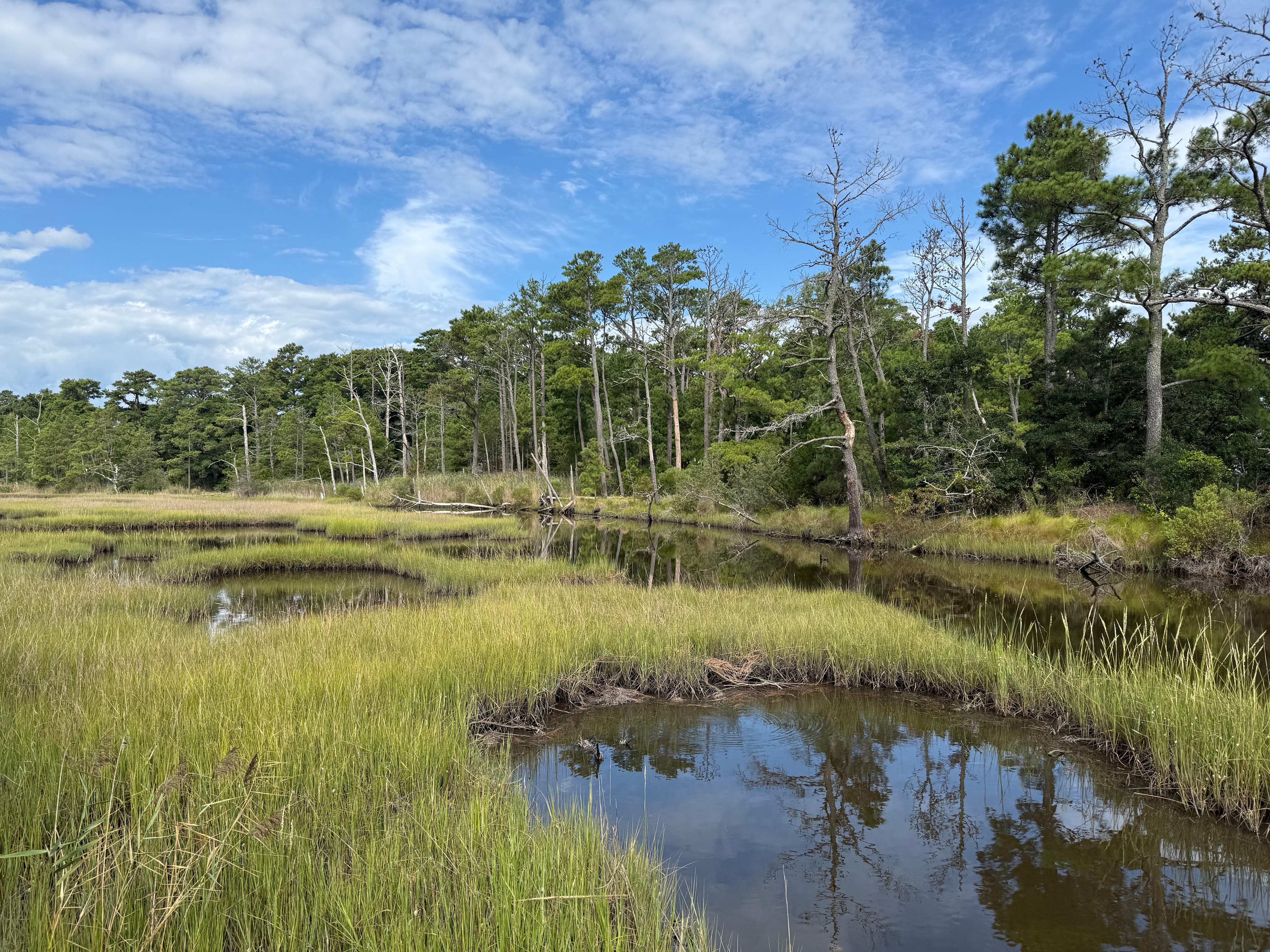 The beautiful (and active!) marsh directly across the street. 