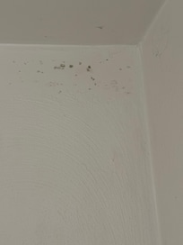 Mold