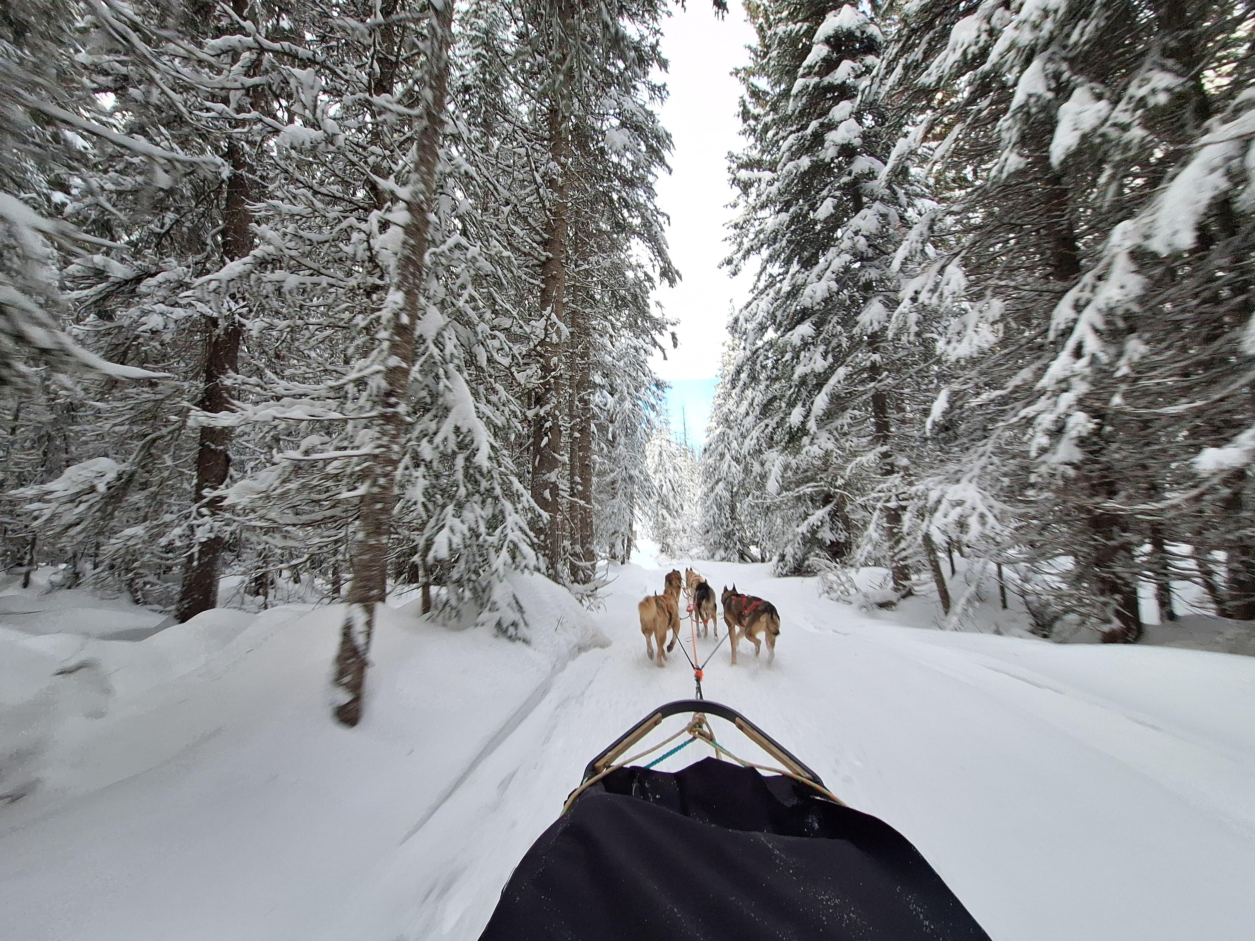 Mountain Man dog sledding.