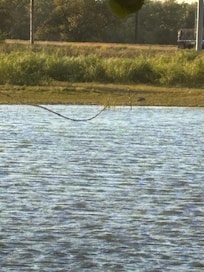 Crane on far shore of pond.