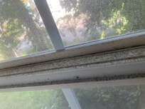 Mold