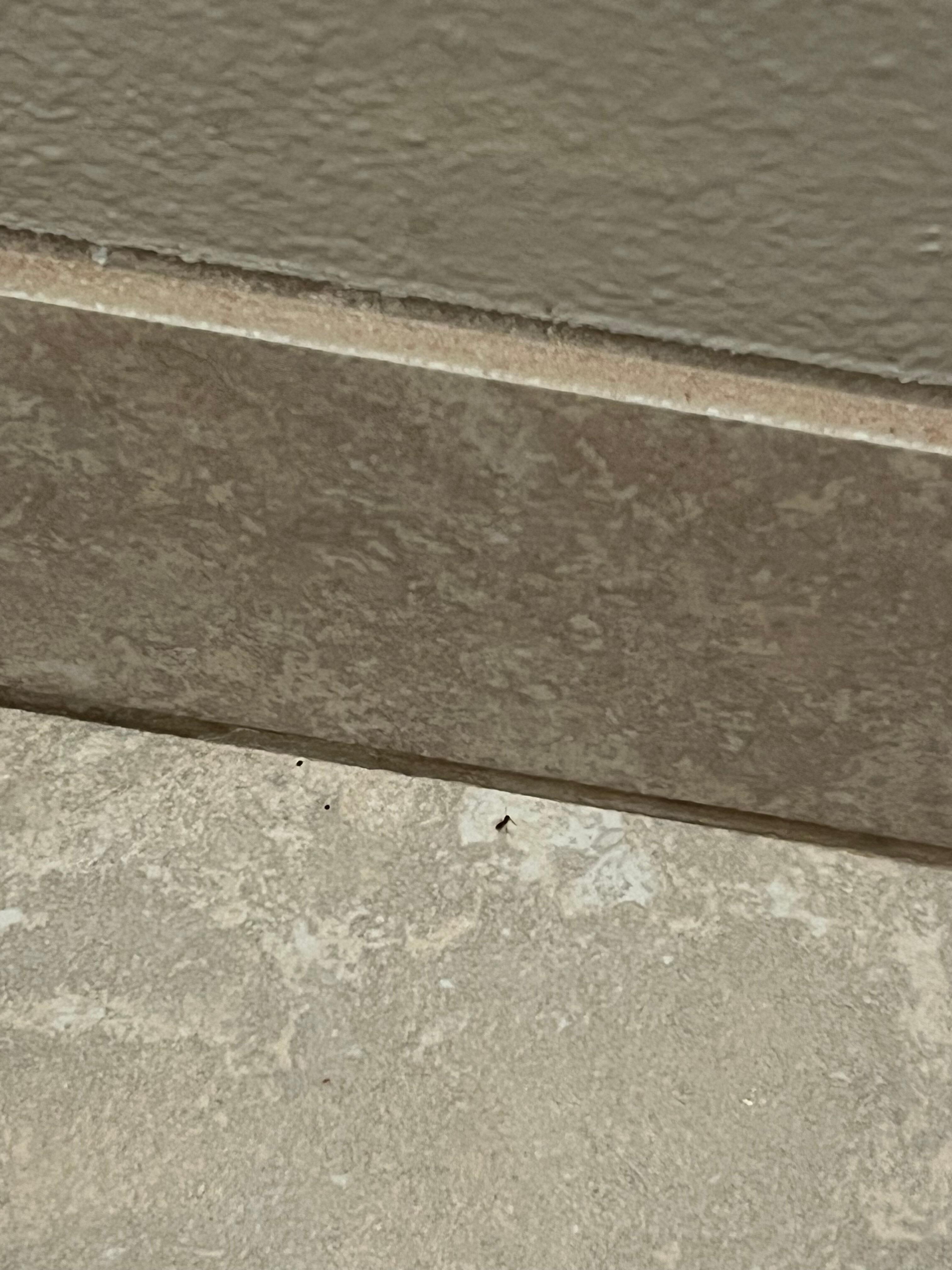 Ants in bathroom