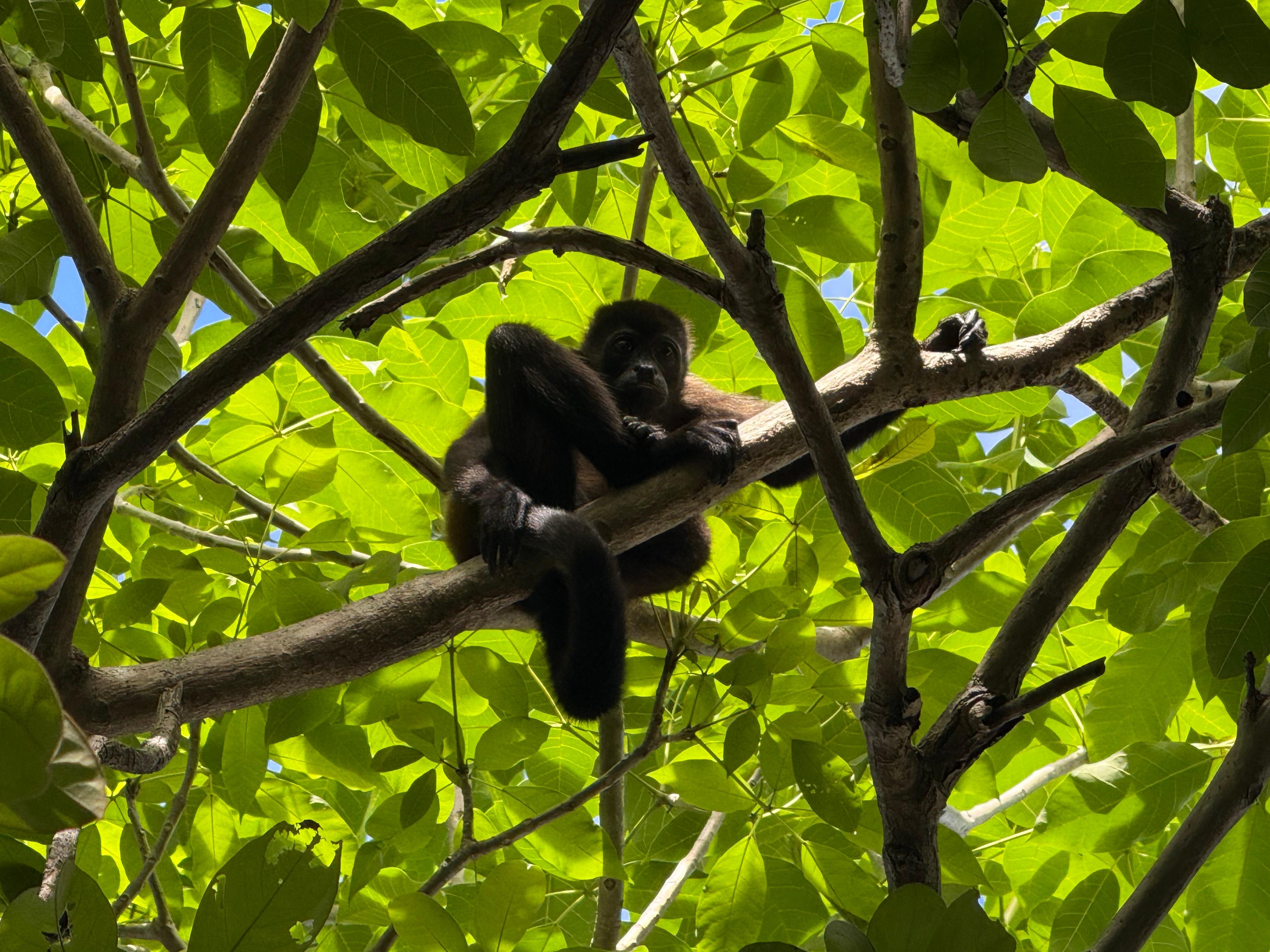 Monkeys in the tree by the pool