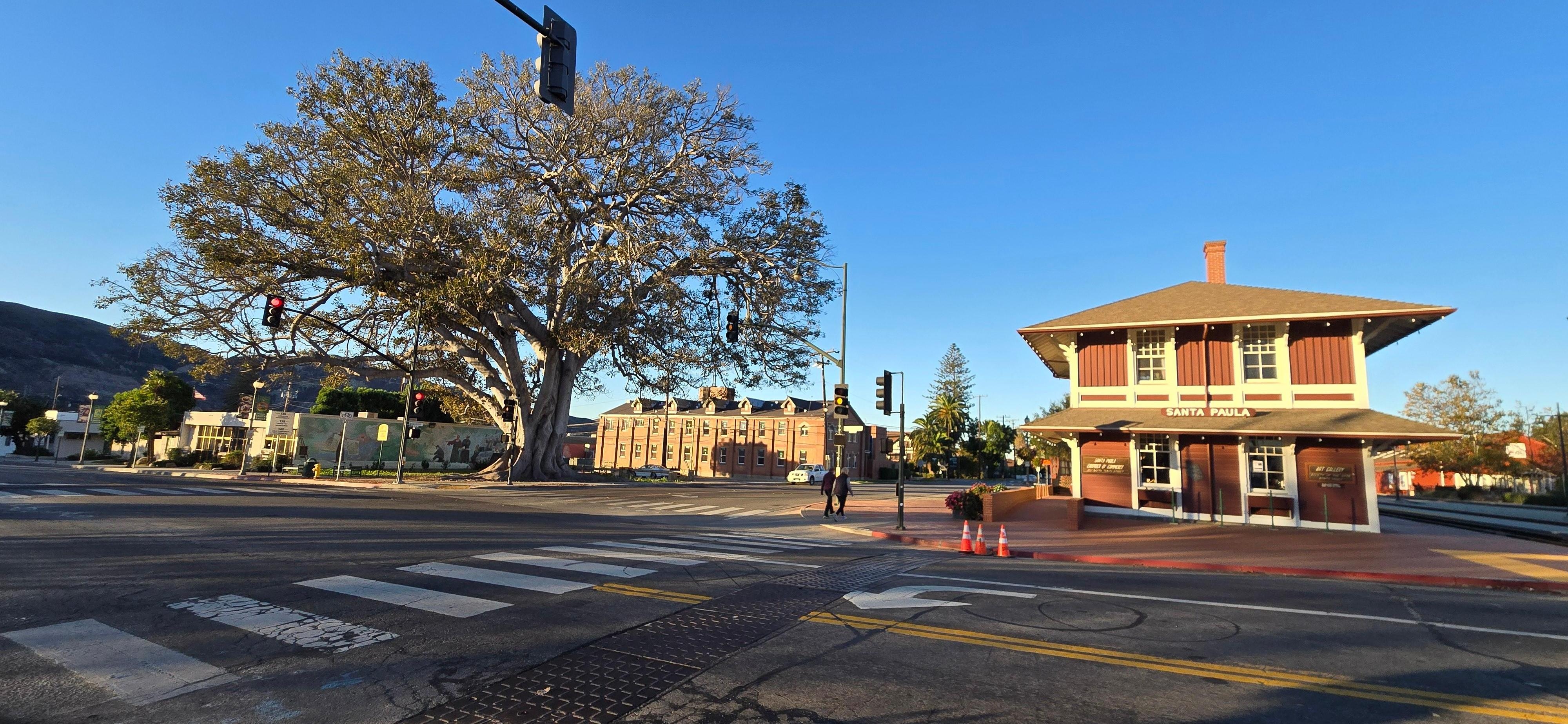 Train Depot and massive fig tree 