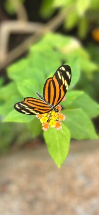 Butterfly house at Coombs.