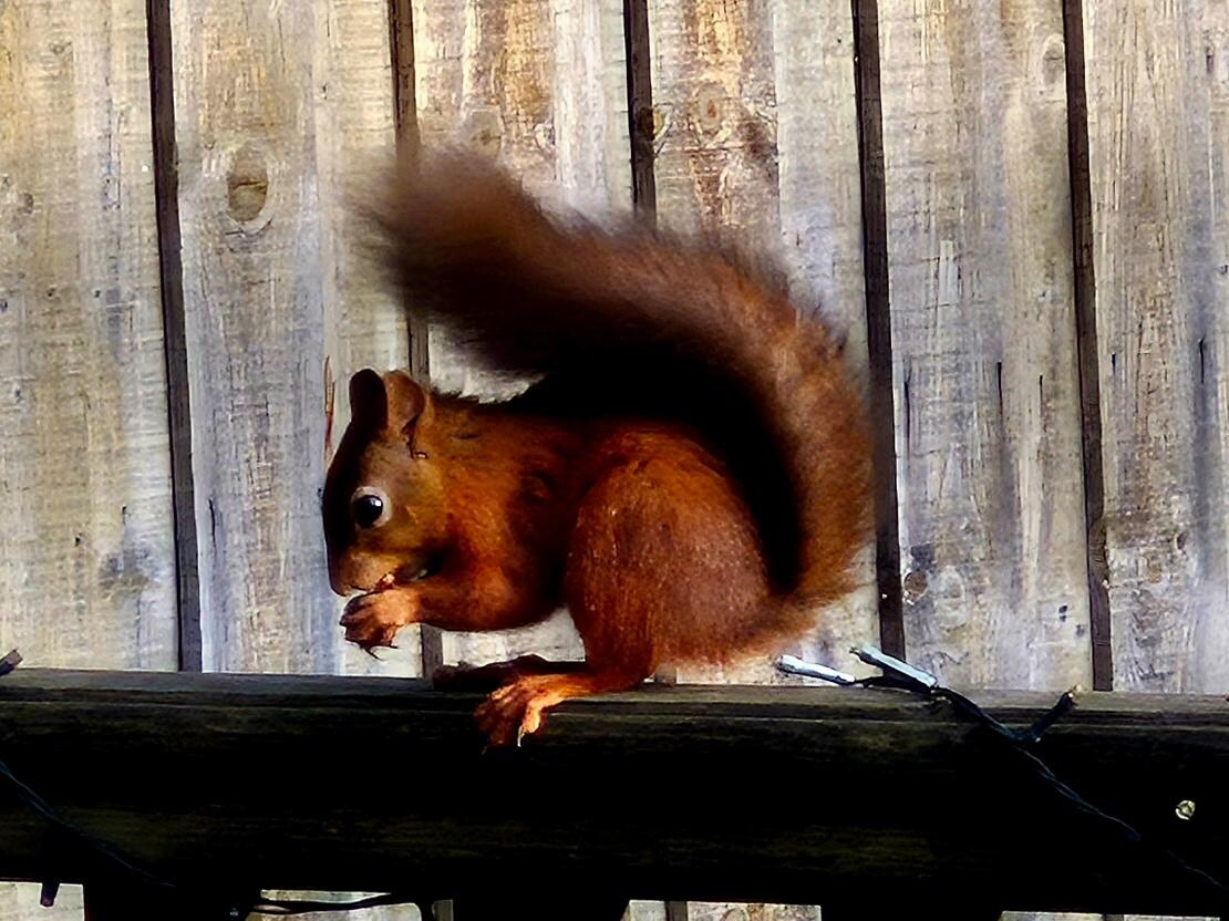 Red squirrel