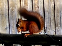 Red squirrel