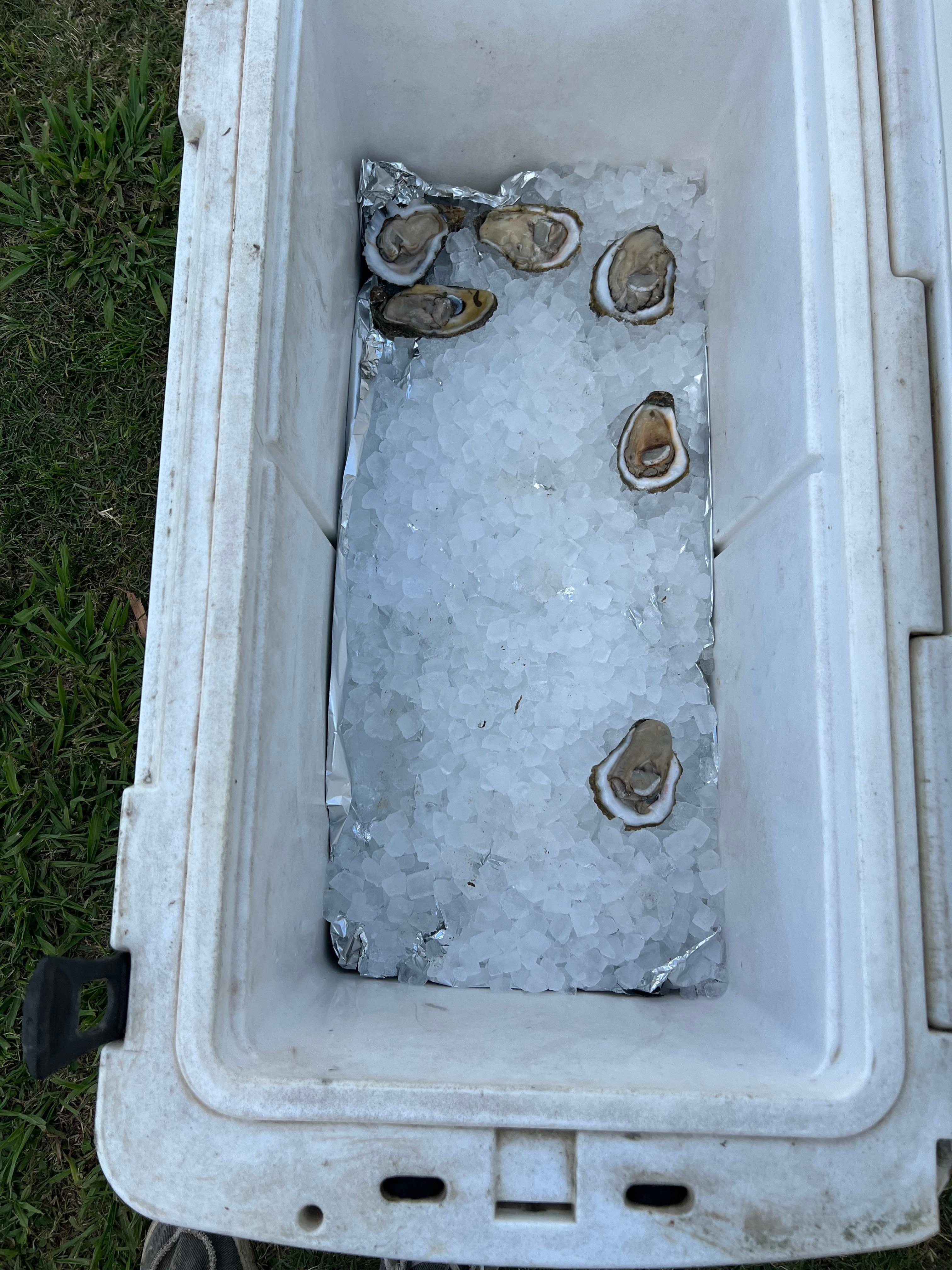 Fresh oysters from Shucks