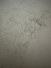 Pubic hair on sheet under comforter