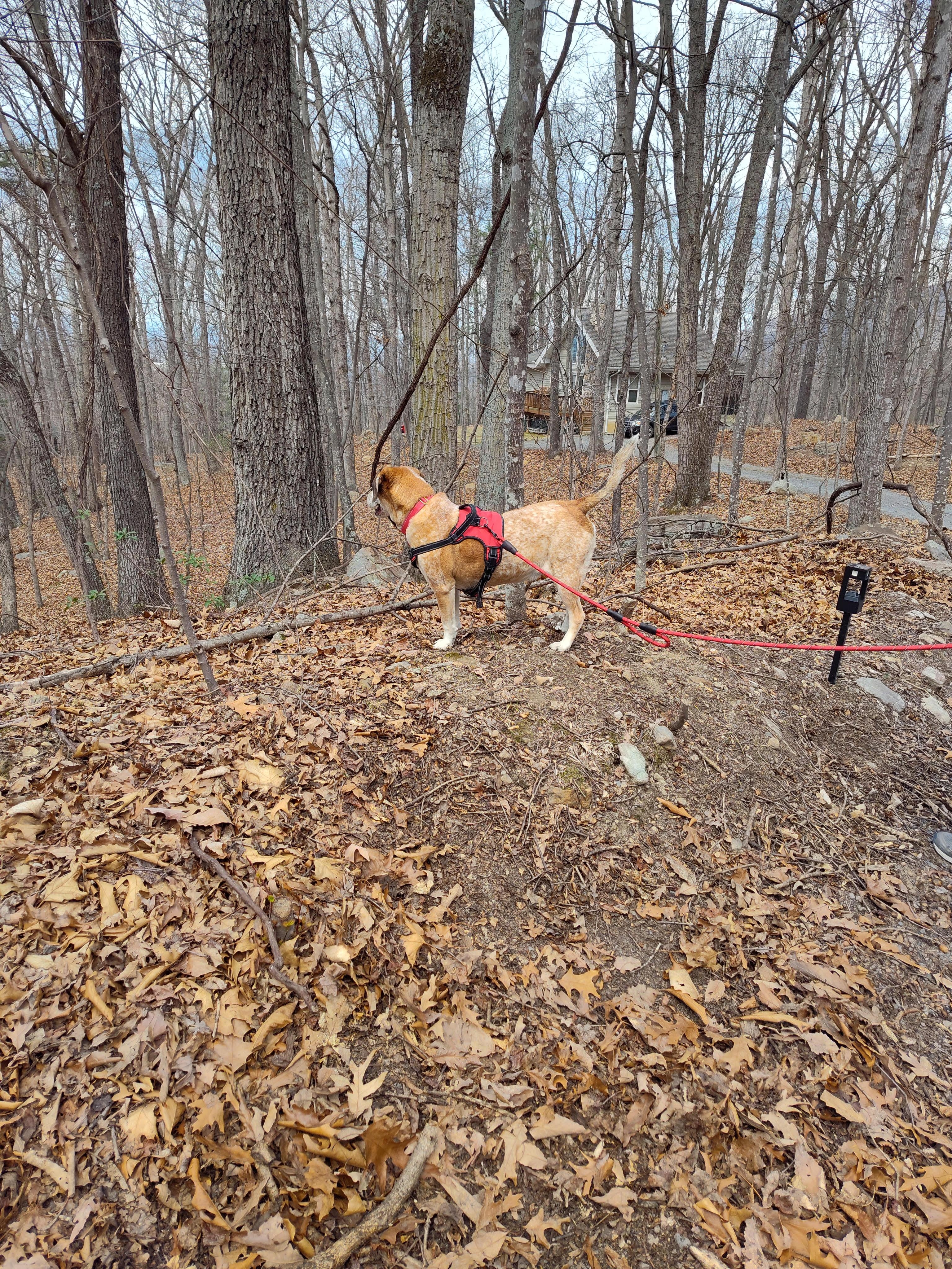 Sights, sounds and smells in the woods.