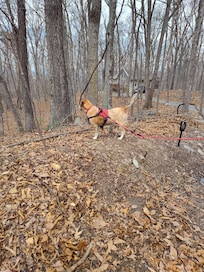Sights, sounds and smells in the woods.