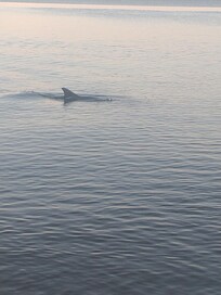 Dolphin. They were swimming all the way up to the beach chasing fish!