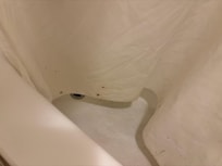 Mold on the shower curtain