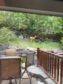A visitor in the backyard
