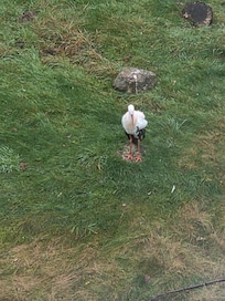 Stork I Aqua Park
Kunne ses fra vinduet