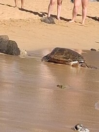 Seaturtles at poipu beach. Short walk from home.