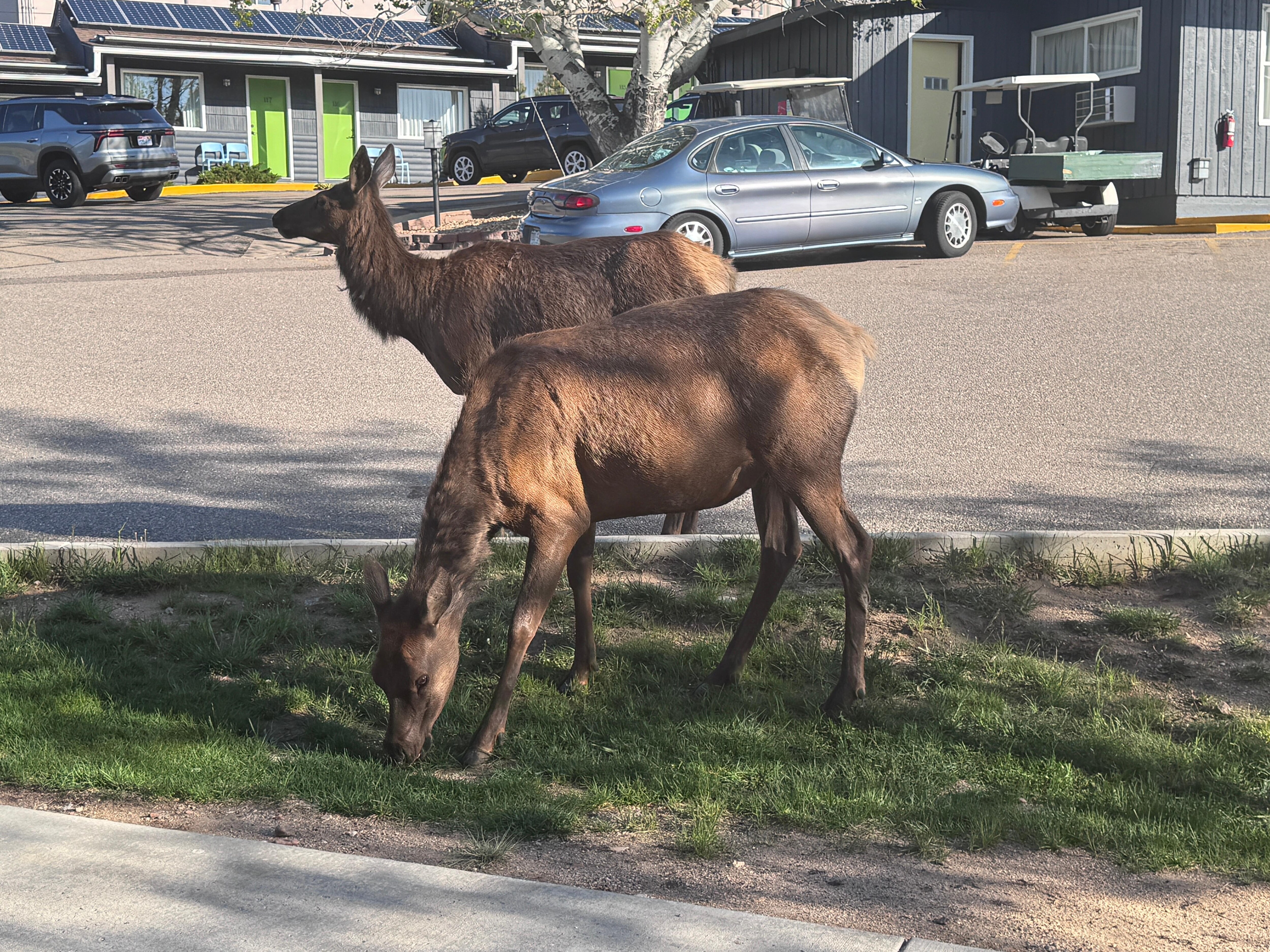 Elk in front of our cabin - can’t get any closer than this - highlight of our vacation 