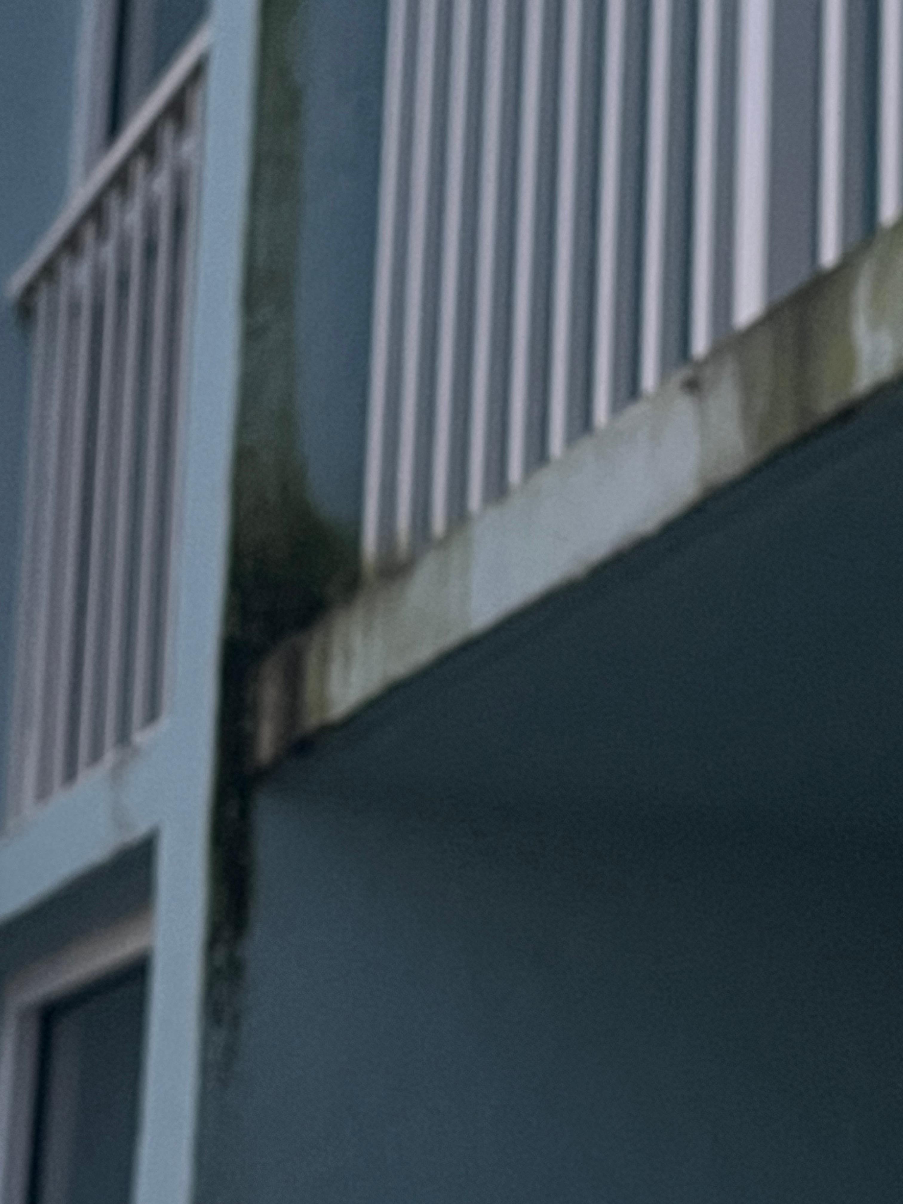 Mold from balcony above ours